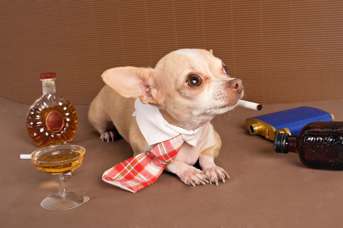 A wide-eyed Chihuahua with a tie and cigarette in his mouth looks up to the sky